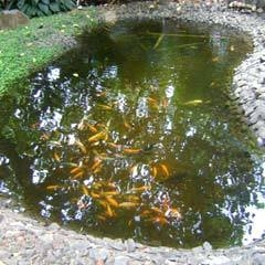 Fish Ponds