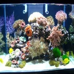 Coral Aquarium