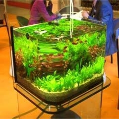Bend Glass Aquarium