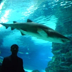 Large Display Aquarium