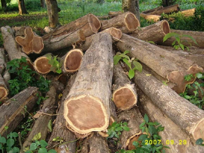 Ghana Wood