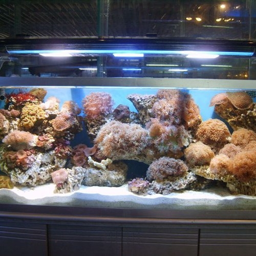 Aquarium-38